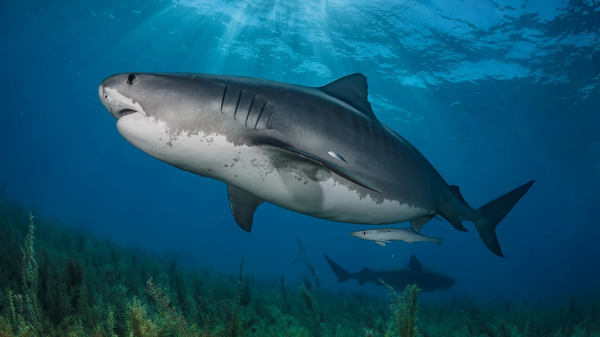 Cats, cons and licence plates: The sharks that will eat anything